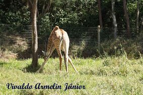 V.A.Jr ZooParque Itatiba-SP Mai11 Ago21  (13).JPG